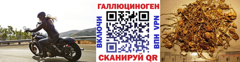 что такое   Ростов-на-Дону  Псилоцибиновые грибы Cubensis 